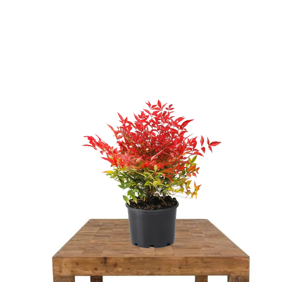 Nandina (Nandina domestica)